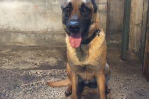 Ejemplar “Moro” cumplió 5 años de servicio en la Unidad Canina de Rescate