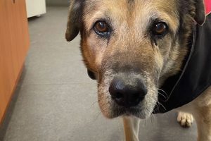 Falleció Marley, el grande y querido perro del Campo de Entrenamiento